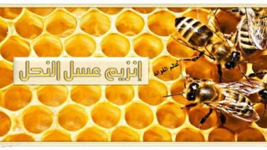 انزيمات عسل النحل
