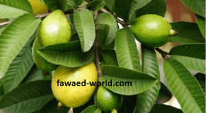 الفوائد الجمالية لورق الجوافة