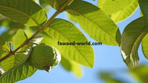 الفوائد الصحية لورق الجوافة